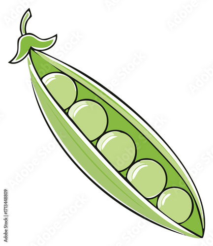 Open pea pod with peas inside illustration. Fresh green vegetable for healthy eating.