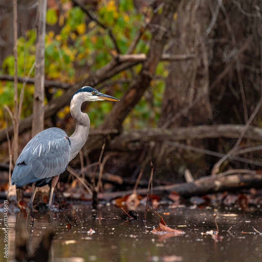 Fototapeta premium Heron wading in autumnal marsh