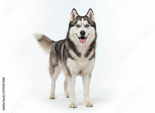 Siberian Husky, full grown, cheerful, studio lighting, shiny eyes and fur, 100% full body shot.