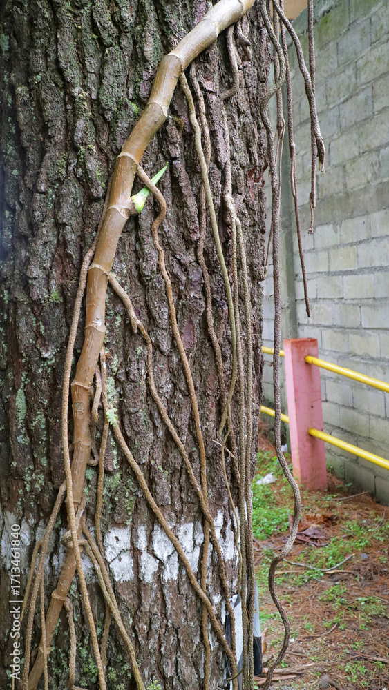 Fototapeta premium Tree Trunk with Aerial Roots