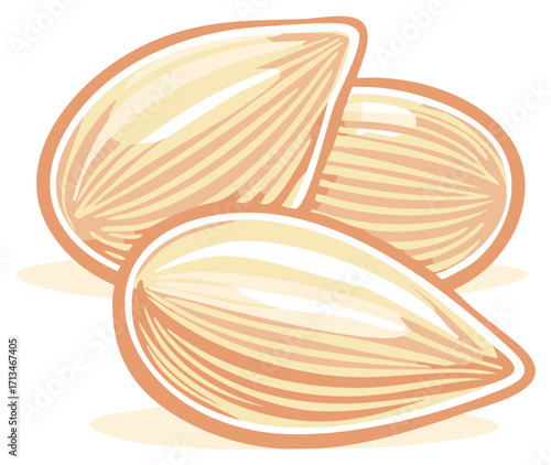 Nutritious raw almond kernels vector graphic illustration for healthy cooking and snacks