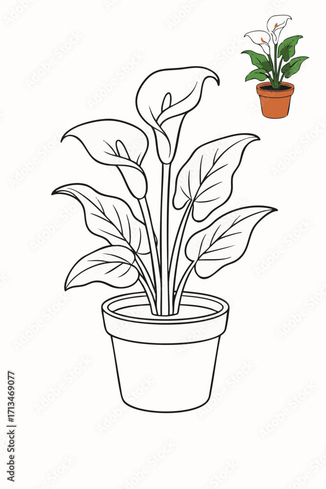 Obraz premium Calla Lily Plant Outline for Coloring Book.