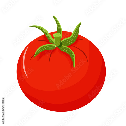 Vector illustration of a red tomato isolated on white , Tomato vector. Tomato on white background. Tomato vector in cartoon style.