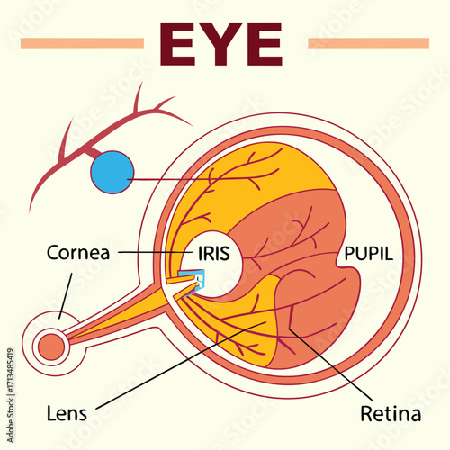 Anatomy of Eye: Detailed illustration of the human eye, highlighting its key components and internal structure, ideal for educational and scientific purposes.