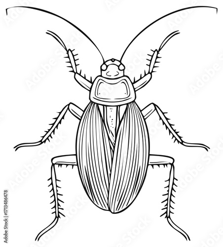 Cockroach line art illustration, detailed black and white drawing of an insect pest, top view