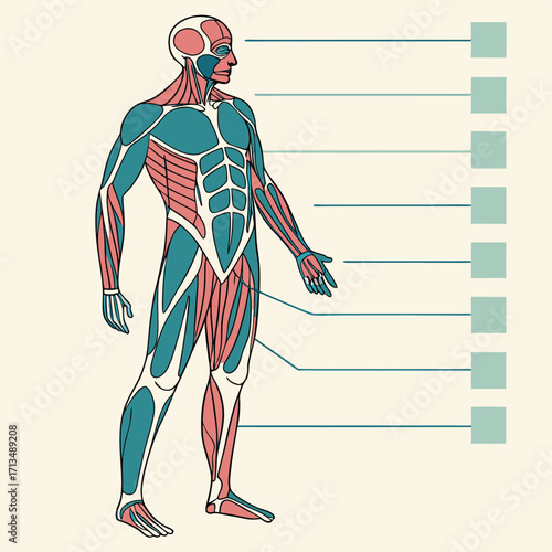 Anatomy Illustrated: A detailed illustration of the human musculature system, showcasing the intricate network of muscles and bones that underpin human movement and form.