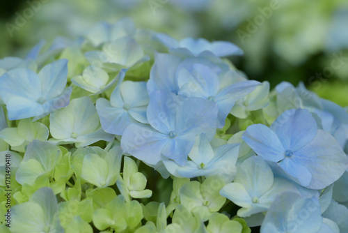 A close-up of delicate blue and pale green hydrangea blossoms, showcasing their soft petals and natural gradient hues in gentle light.