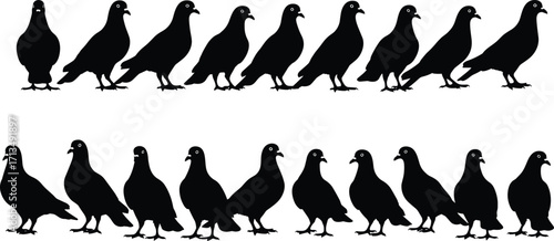 Silhouette vector illustration of pigeons standing and walking, black bird shapes, urban wildlife concept, decorative graphic design elements for nature and city themes