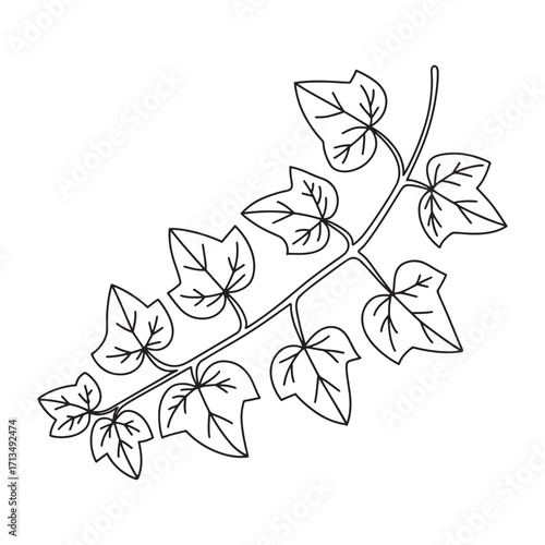 Linear Drawing of an Ivy Plant Vine Spreading Out with Simple Leaves and a Distinct Stem Structure in Black and White