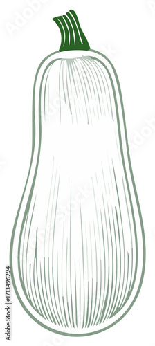 Line art illustration of a ripe butternut squash with green stem and textured body