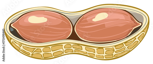 Illustration of a Peanut in the Shell Showing Seeds