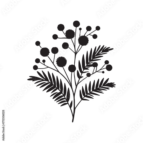 Mimosa vector illustration on a white background.Simple design,perfect for various uses