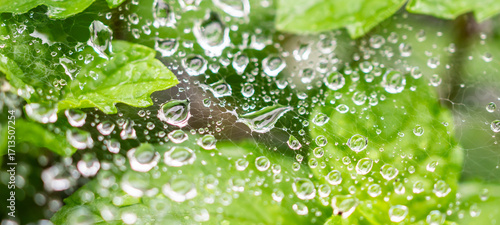 Rain water drops on spider web