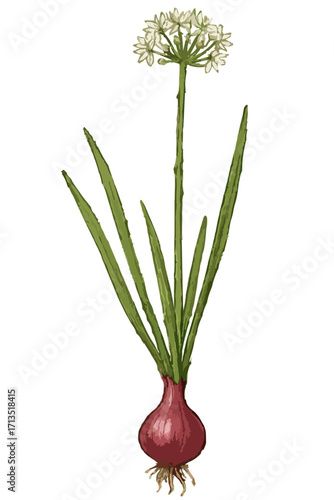 Allium ascalonicum illustration