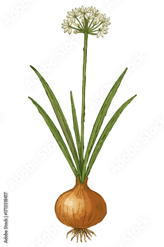 Allium cepa illustration