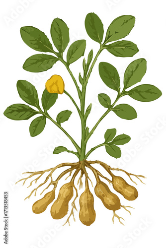 Arachis hypogaea illustration
