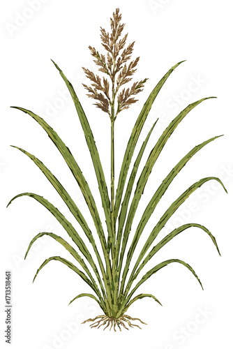 Andropogon nardus illustration