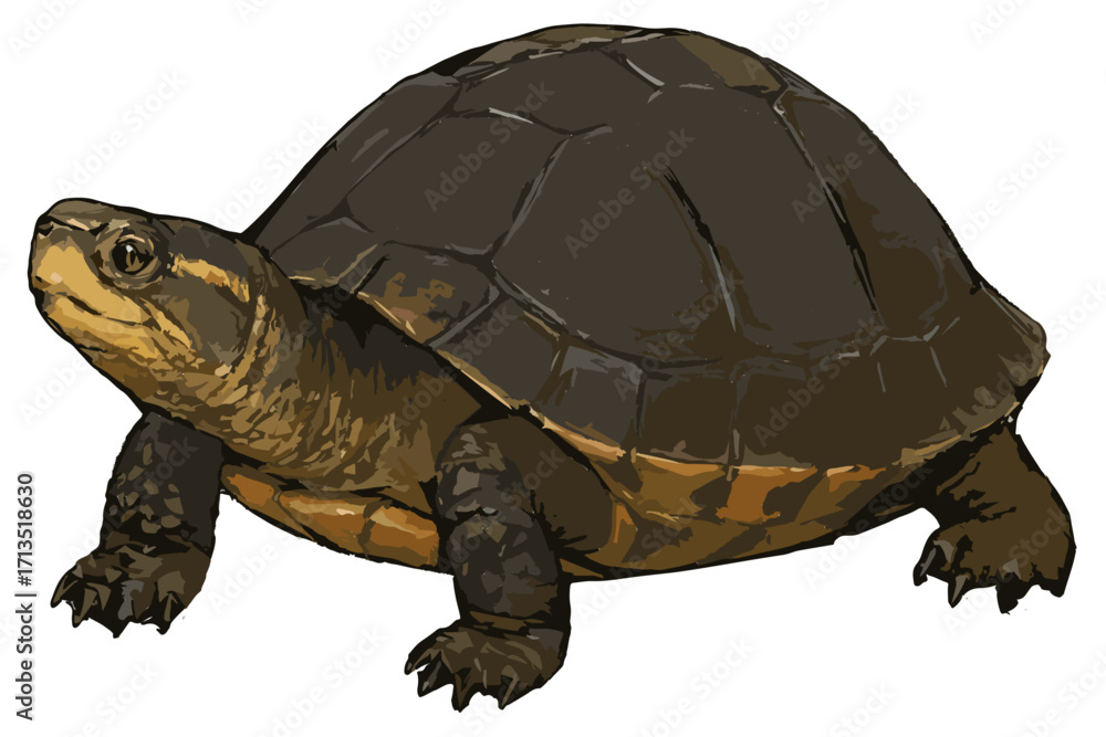 Fototapeta premium Cuora amboinensis illustration