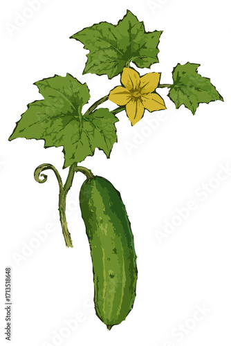 Cucumis sativus illustration