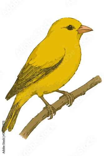 Serinus canaria domestica illustration