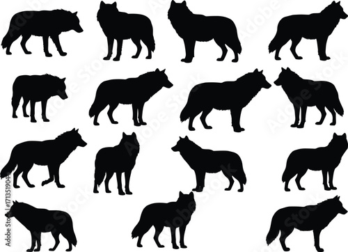 Black wolf silhouettes collection for wildlife illustration, animal graphic design, predator outline art, forest nature symbol, hunting concept, vector wolf pack
