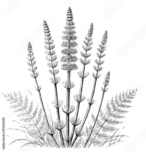 Horsetail Plant and Fern Illustration botanical nature