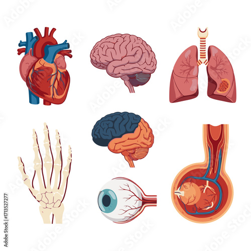 Stunning medical illustrations of human organs vital for health and biology education