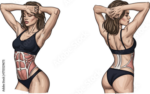 female anatomy a powerful study of core muscles and strength, isolated on transparent background