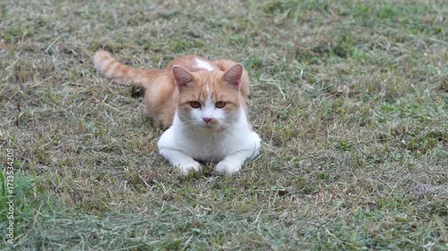 Orange tabby cat relaxing peacefully on green grass lawn, a perfect moment of feline calm and nature.