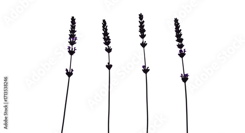 Minimalist silhouette of four delicate lavender stalks against a bright white canvas vector