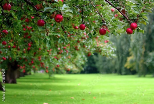 Lush apple trees with red fruit line a vibrant green lawn. A row of leafy trees fades into the background in this serene landscape scene
