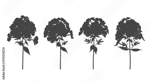Four delicate botanical silhouettes of hydrangea blossoms on stems vector