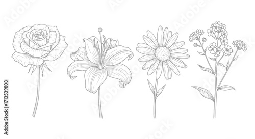 Elegant hand drawn flower bouquet collection delicate botanical line art for romantic designs vector