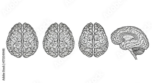Detailed anatomical brain views showing structure and complexity for medical research and education vector