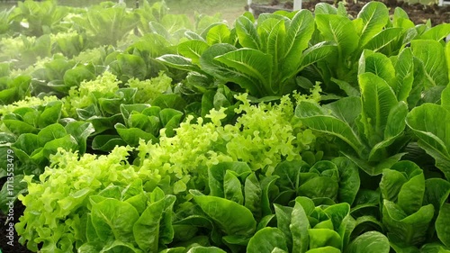 Farmers are spraying pesticides on the vegetable garden fields to avoid damaging the crops. The use of chemicals is harmful to humans and the environment.