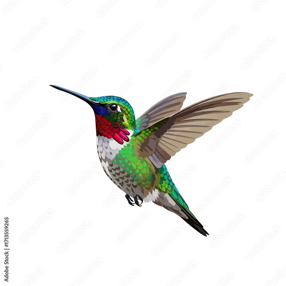 Fototapeta premium Hummingbird Illustration