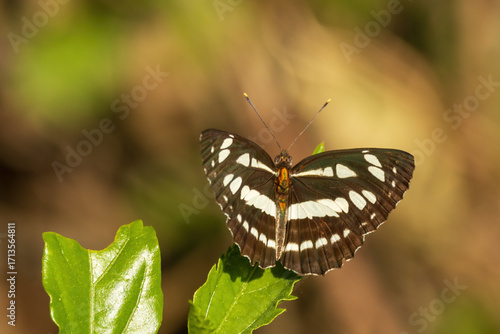 The Common Sailor (Neptis hylas) is a medium-sized butterfly easily recognized by its striking black wings marked with bold white bands.