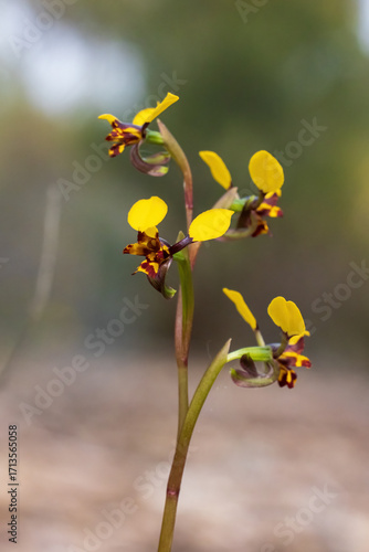 The Leopard Orchid (Diuris pardina) is a terrestrial orchid species which produces clusters of yellow flowers with numerous reddish brown blotches on the petals.