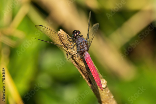 The Crimson-tailed Marsh Hawk (Orthetrum pruinosum) is a striking dragonfly found across Asia. Males are recognized by their bright crimson-red abdomen contrasting with a darker thorax.