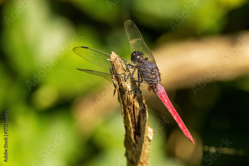 The Crimson-tailed Marsh Hawk (Orthetrum pruinosum) is a striking dragonfly found across Asia. Males are recognized by their bright crimson-red abdomen contrasting with a darker thorax.