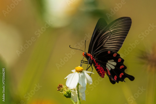 The Common Rose Swallowtail (Pachliopta aristolochiae) is a striking black butterfly with crimson body markings and large white and red spots on its hindwings.