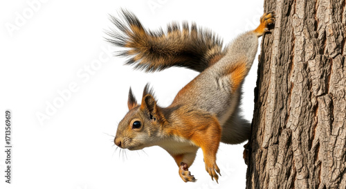 Squirrel hanging on tree trunk isolated PNG with Transparent Background
