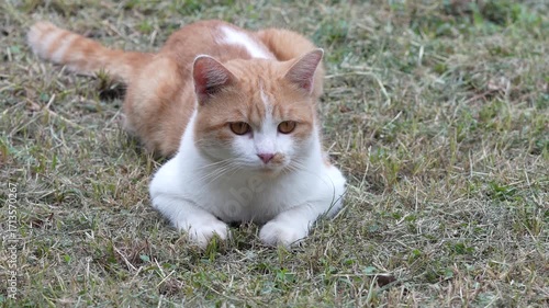 Orange tabby cat relaxing peacefully on green grass lawn, a perfect moment of feline calm and nature.