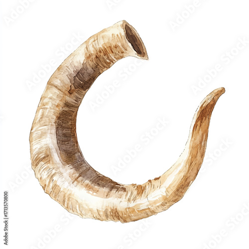 A detailed watercolor illustration of a single ram horn.