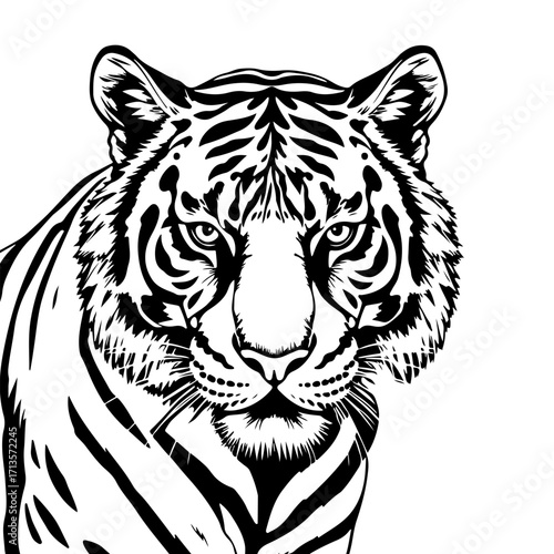 Photography Tiger illustration vector, wild cat drawing, big predator design, jungle animal