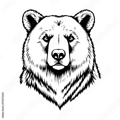 Bear illustration vector, wild animal drawing, big predator design, forest mammal sketch, grizzly graphic art