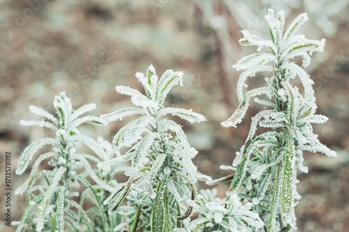 Macro of rosemary plants heavily coated in frost. The delicate crystals of ice cling to the leave...