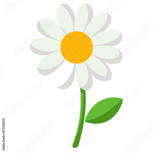 camomile on white background