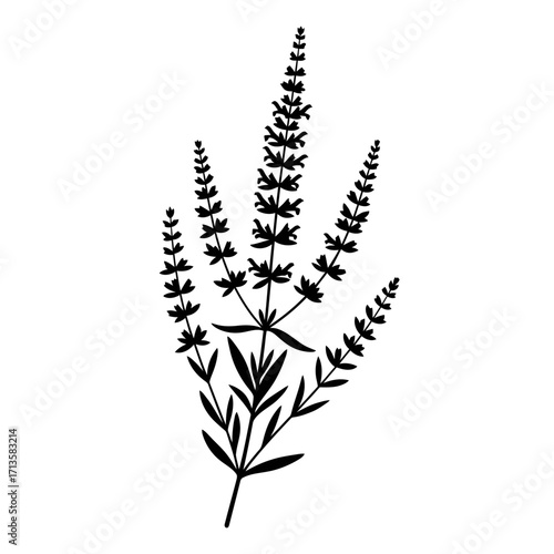 Black silhouette of a flowering plant with multiple spikes on a white background