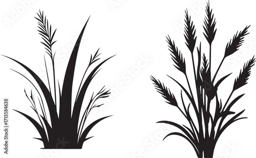 Silhouette of wild wheat grass field with tall stalks